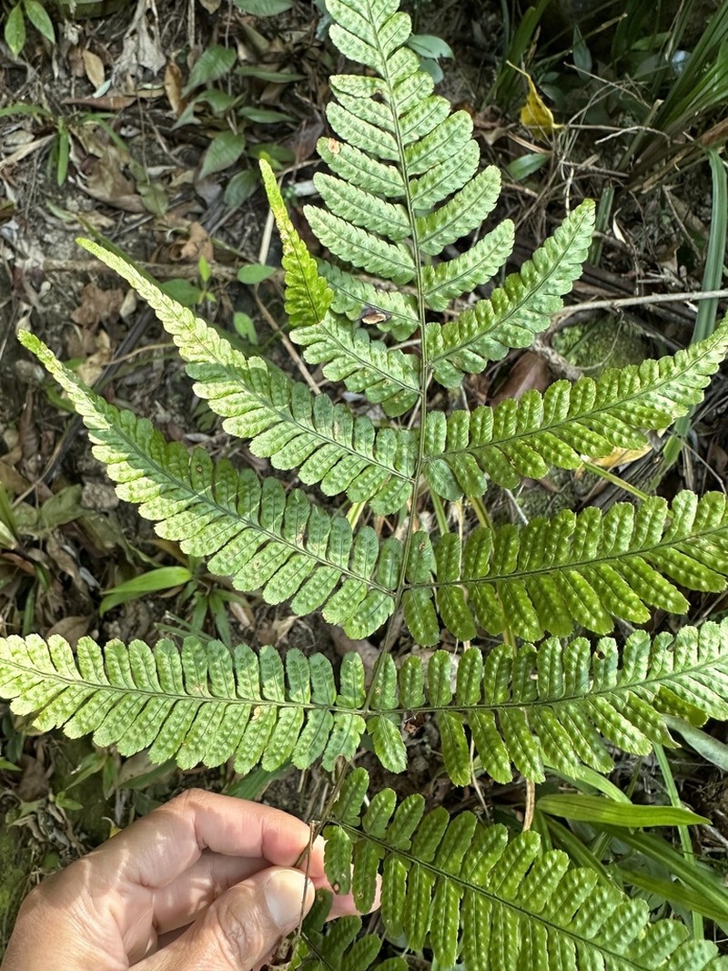 Dryopteris labordei photo 7