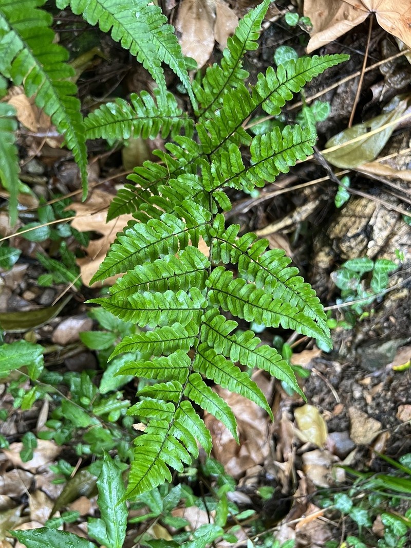 Dryopteris labordei photo 8