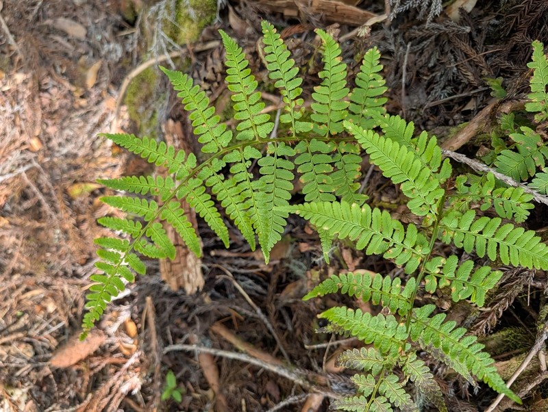 Dryopteris lacera