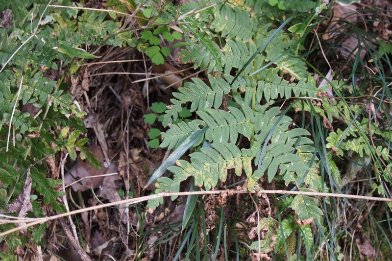 Dryopteris lacera photo 2