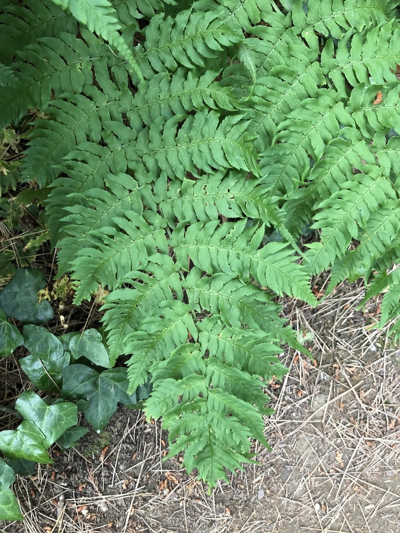Dryopteris lacera photo 3
