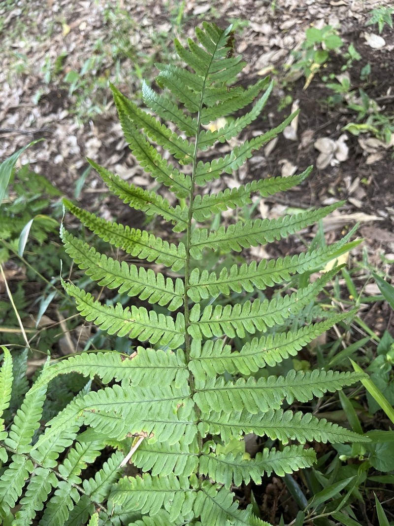 Dryopteris lacera photo 4