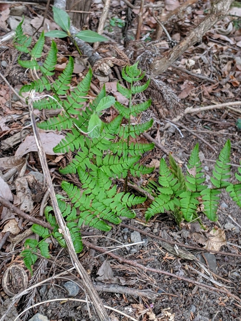Dryopteris lacera photo 5