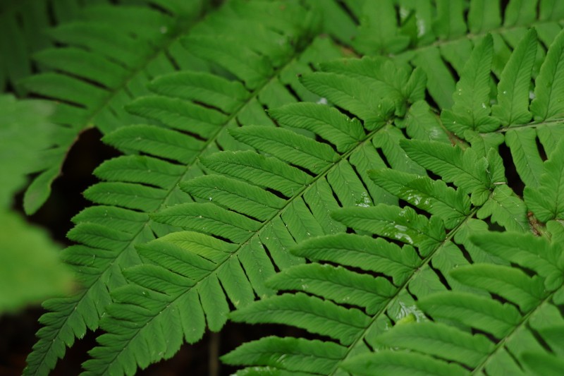 Dryopteris lacera photo 6