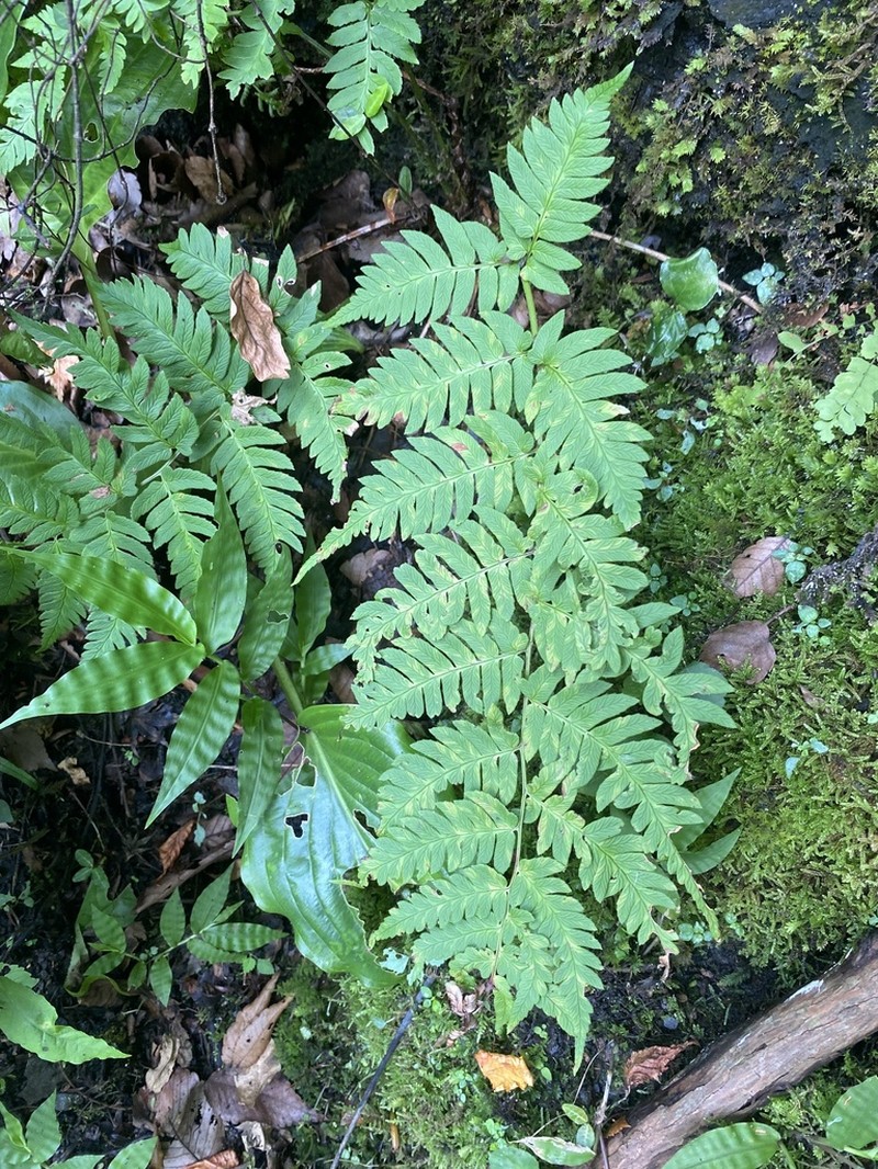 Dryopteris lacera photo 7