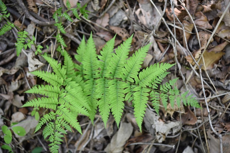Dryopteris lacera photo 8