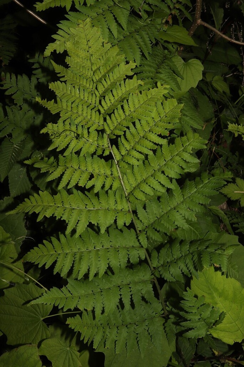 Dryopteris laeta