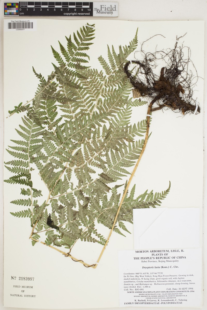Dryopteris laeta photo 2