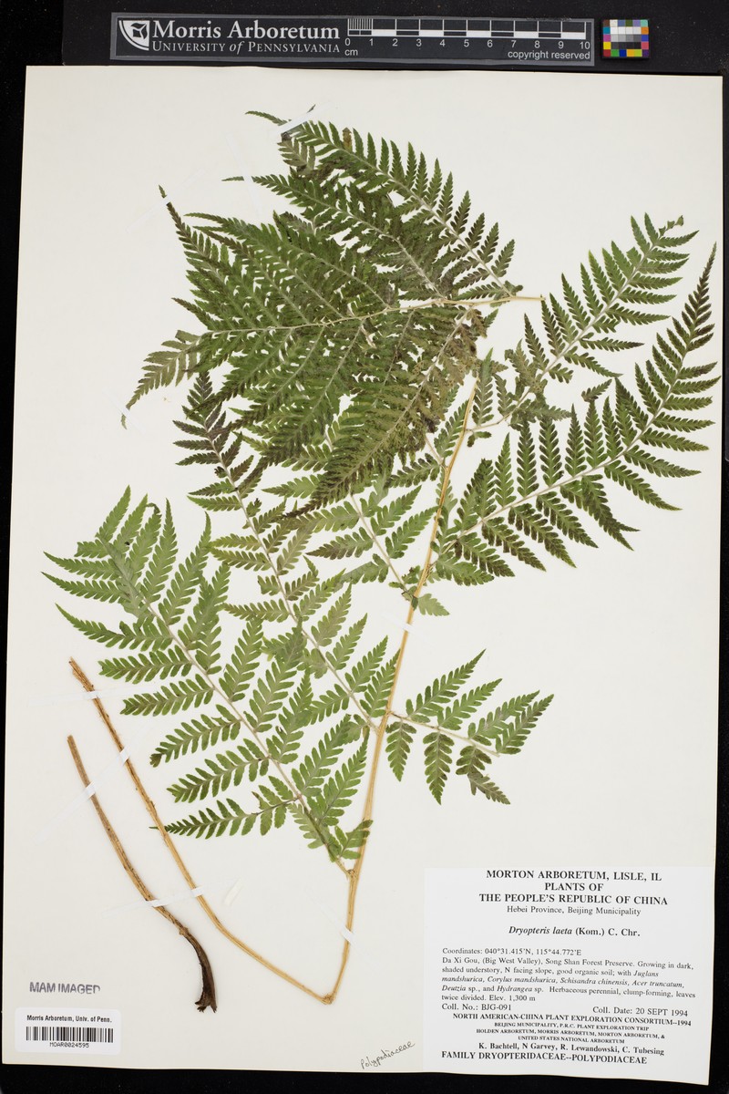 Dryopteris laeta photo 3