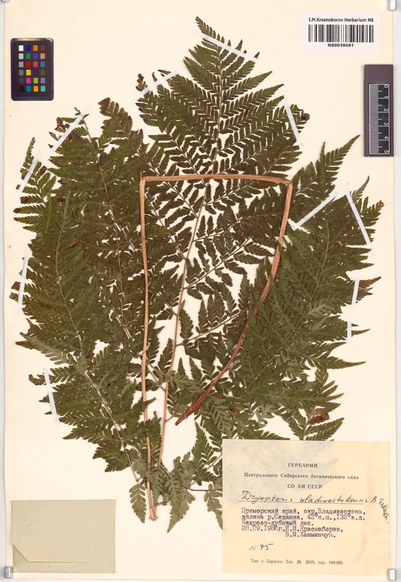 Dryopteris laeta photo 4