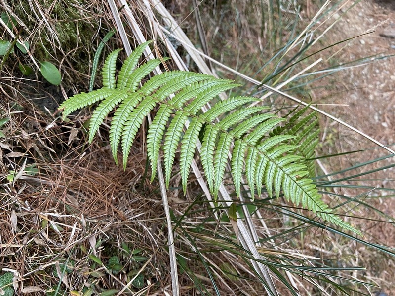 Dryopteris lepidopoda