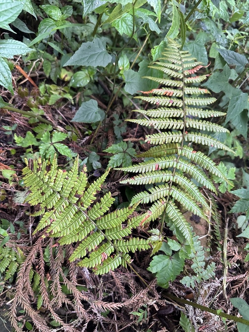 Dryopteris lepidopoda photo 2