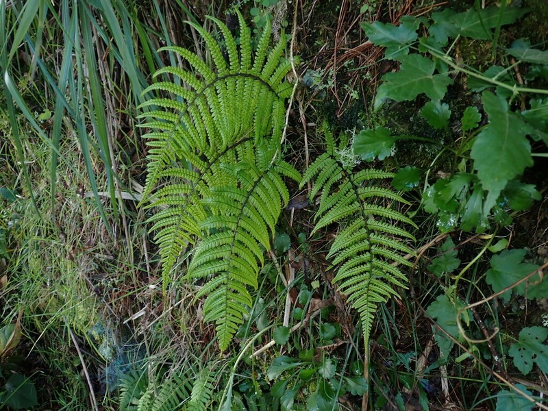 Dryopteris lepidopoda photo 3