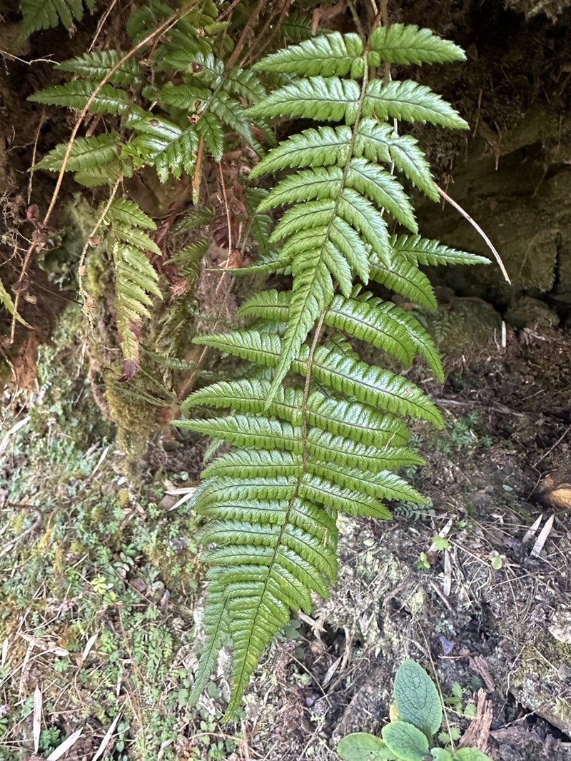 Dryopteris lepidopoda photo 4