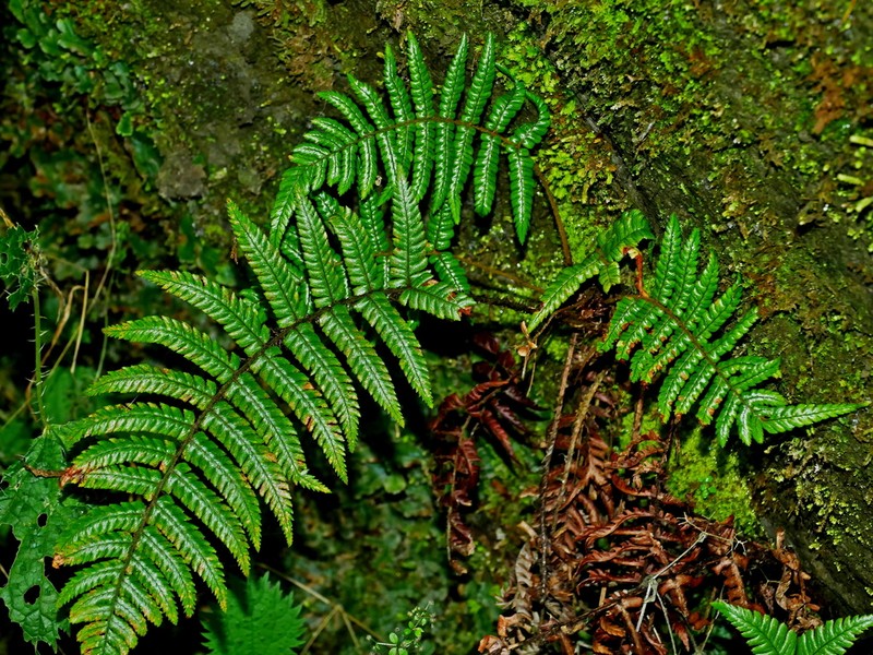 Dryopteris lepidopoda photo 5