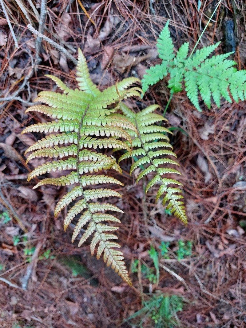Dryopteris lepidopoda photo 6