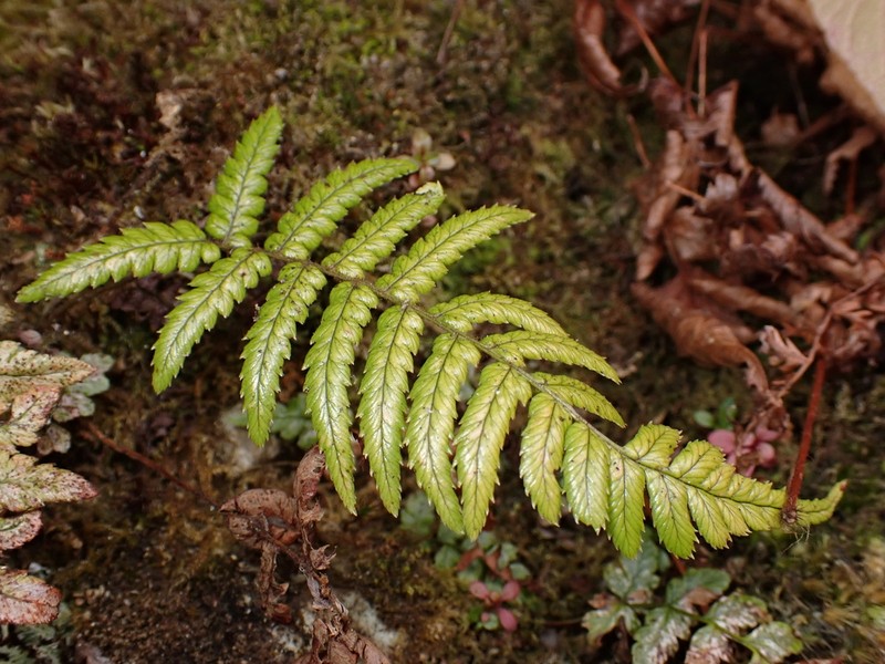 Dryopteris lepidopoda photo 7
