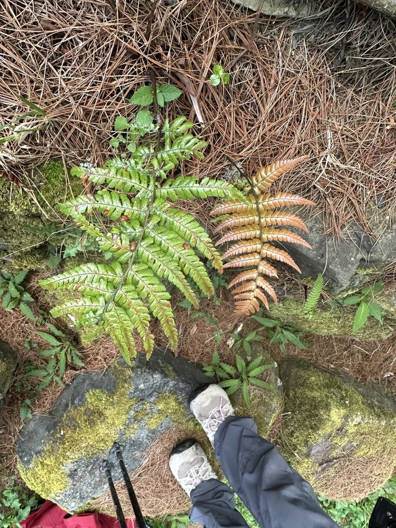 Dryopteris lepidopoda photo 8