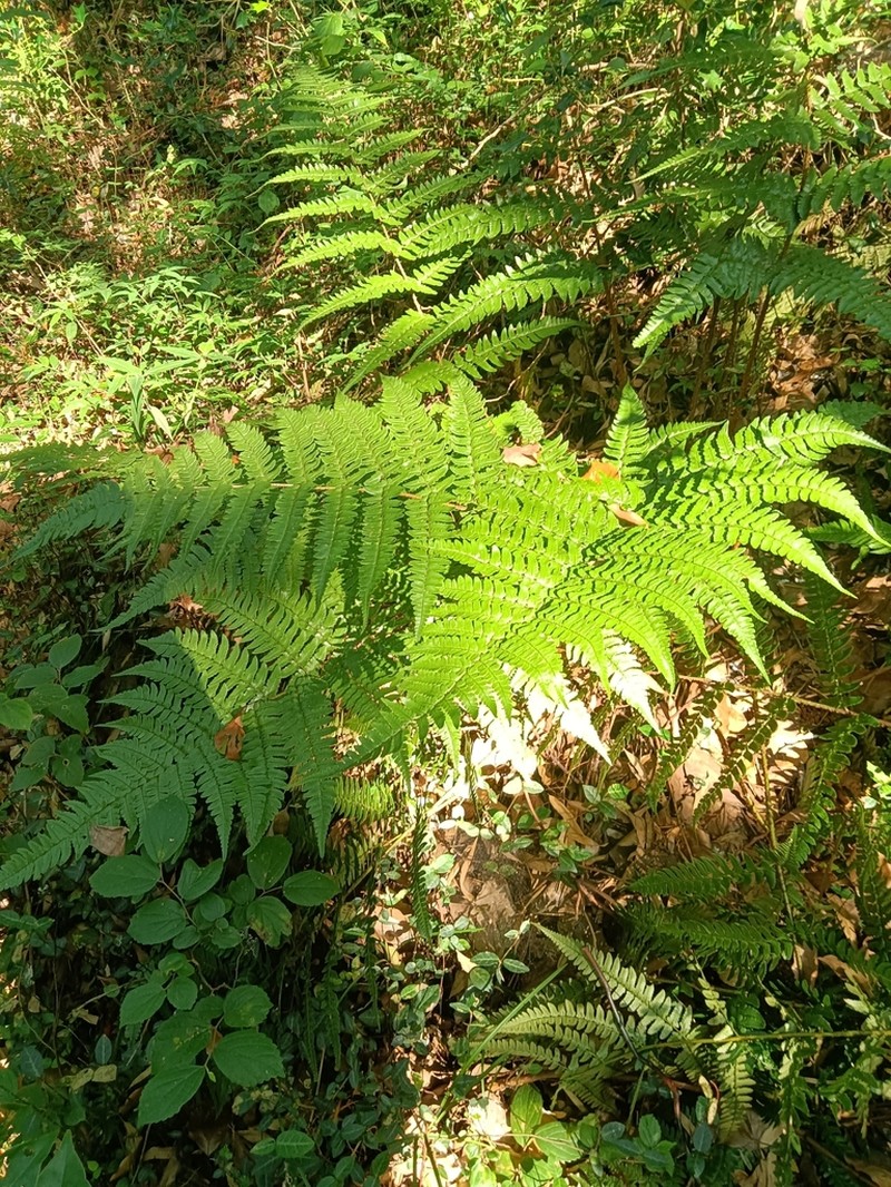Dryopteris lepidorachis