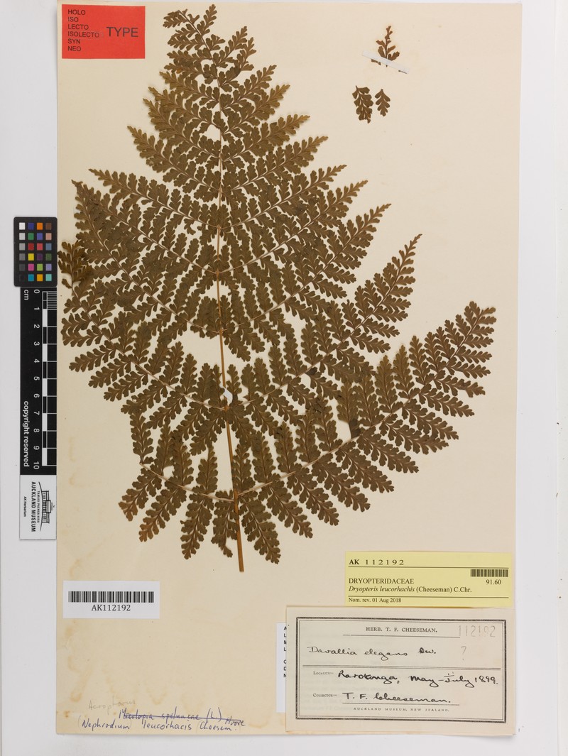 Dryopteris leucorhachis photo 2
