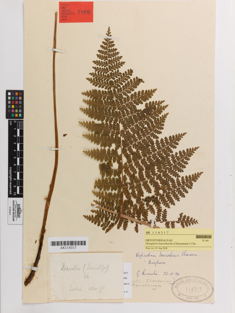 Dryopteris leucorhachis photo 3
