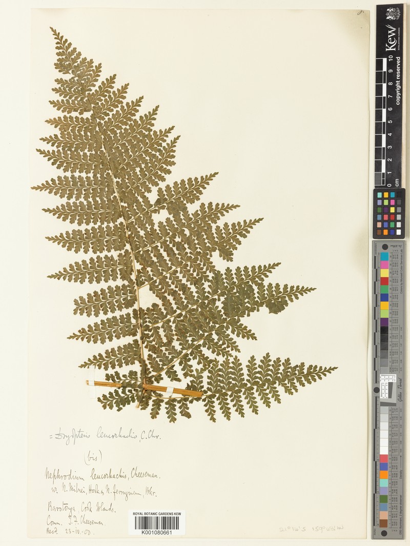 Dryopteris leucorhachis photo 4