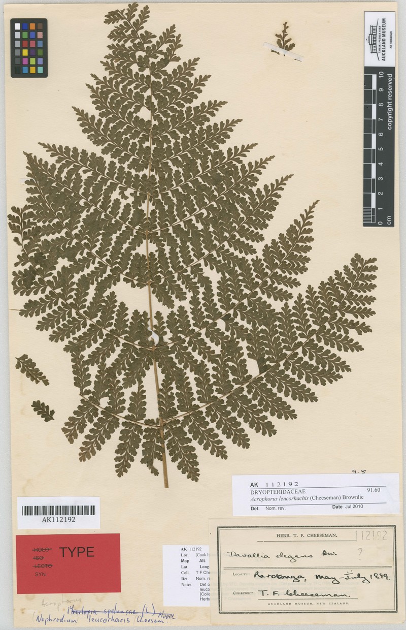 Dryopteris leucorhachis
