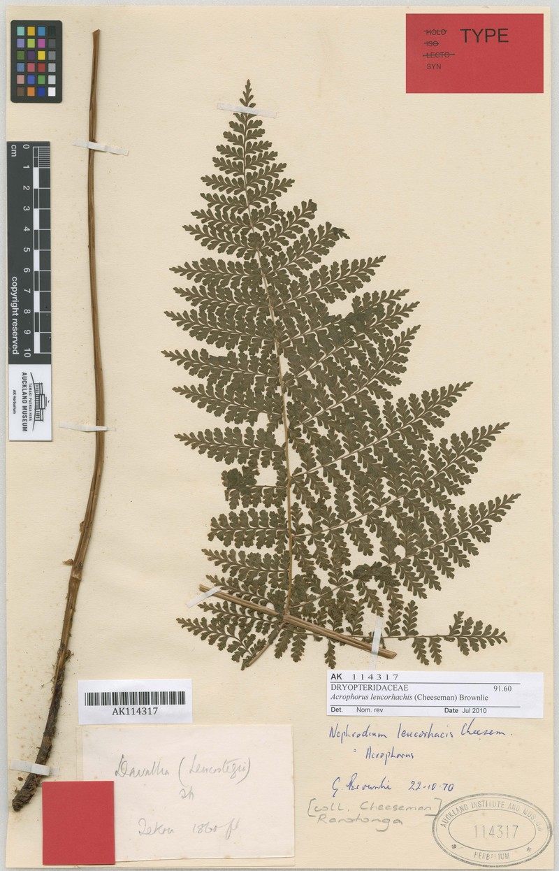 Dryopteris leucorhachis photo 5