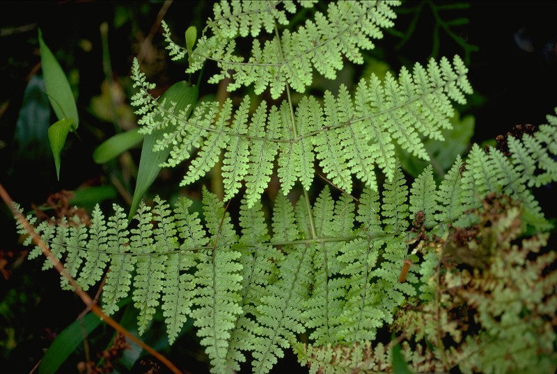 Dryopteris leucorhachis photo 6