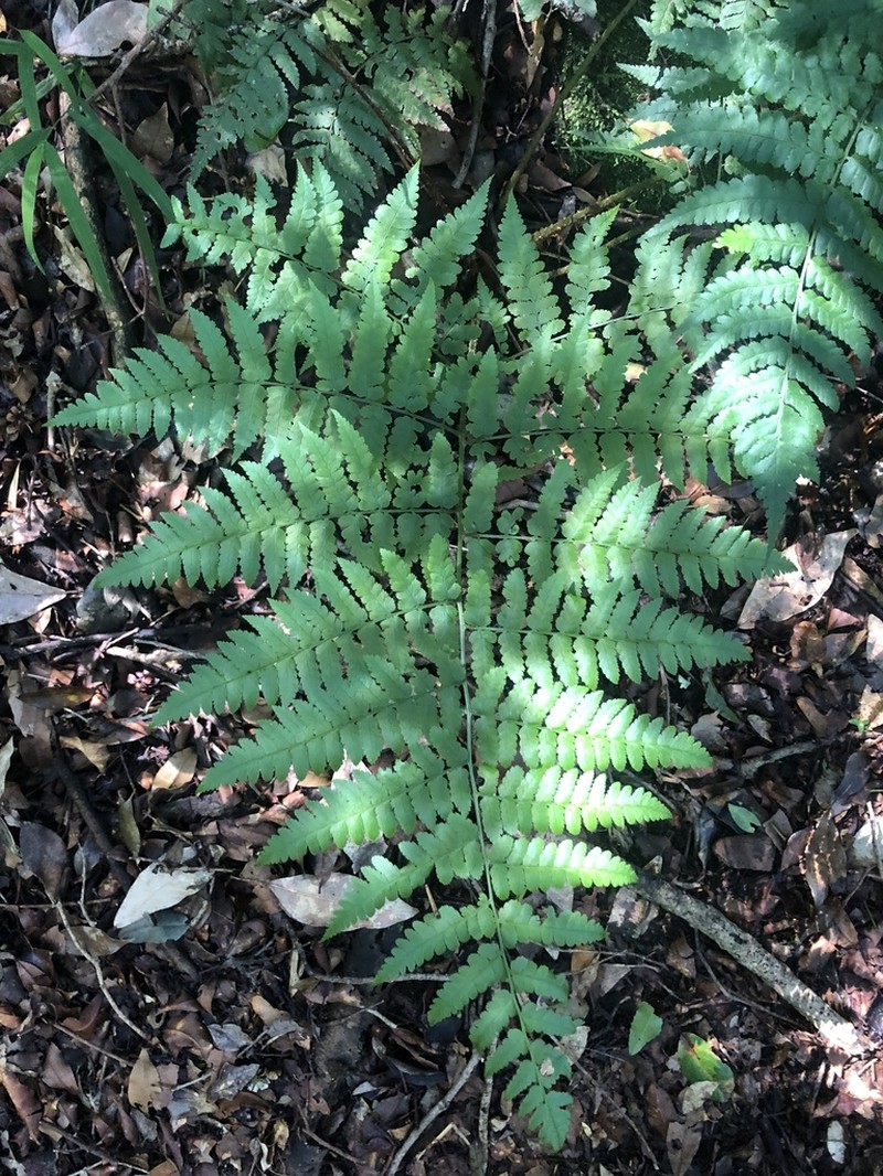 Dryopteris lewalleana