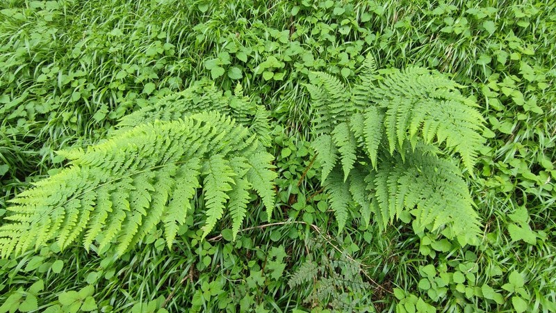 Dryopteris lewalleana photo 2