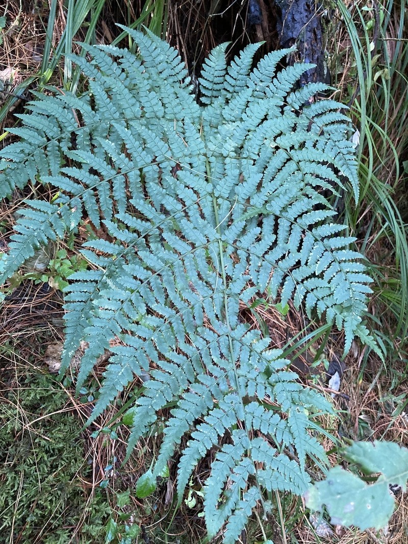 Dryopteris lewalleana photo 3