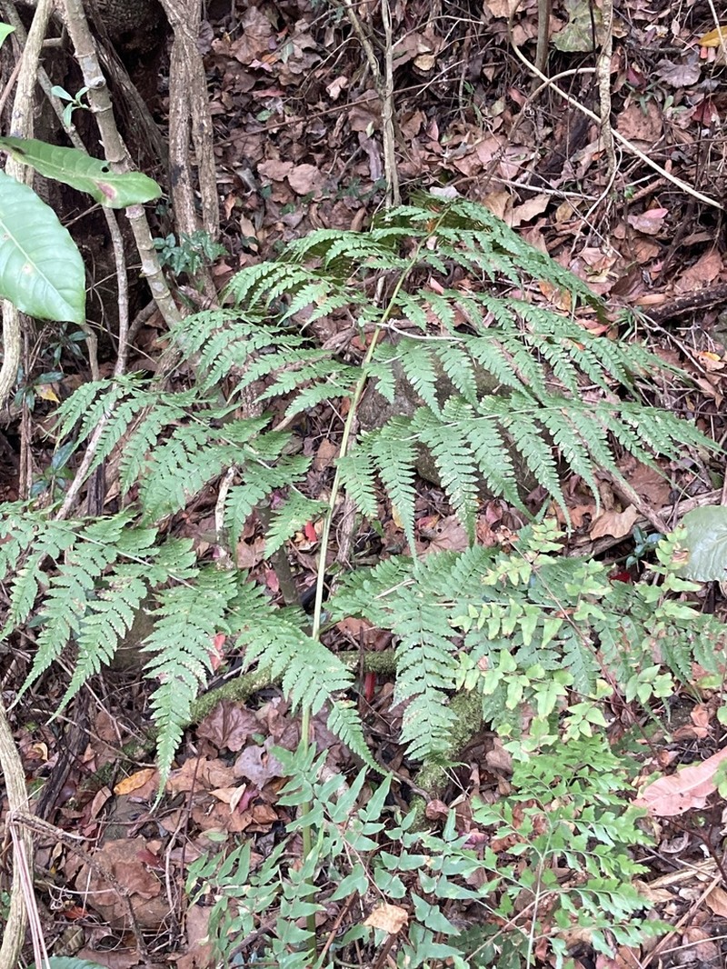 Dryopteris lewalleana photo 4