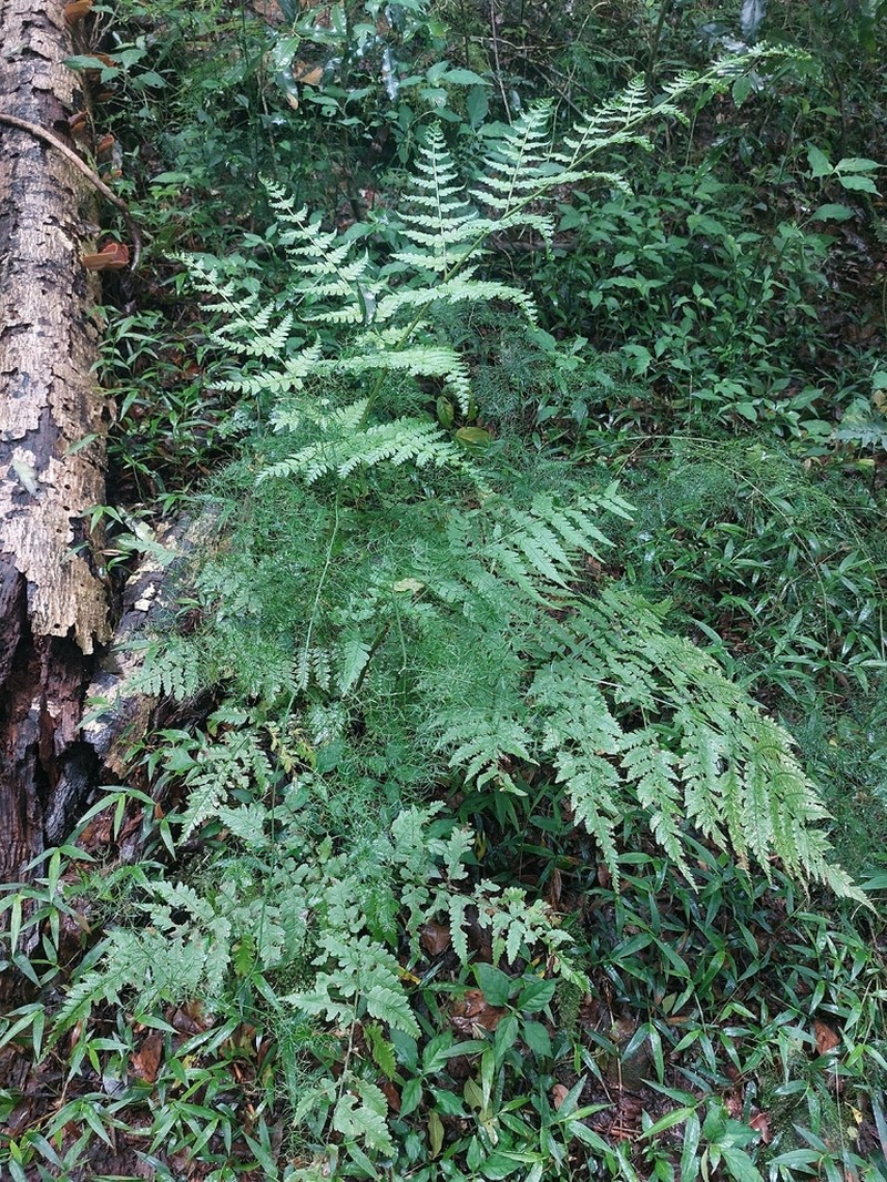 Dryopteris lewalleana photo 5