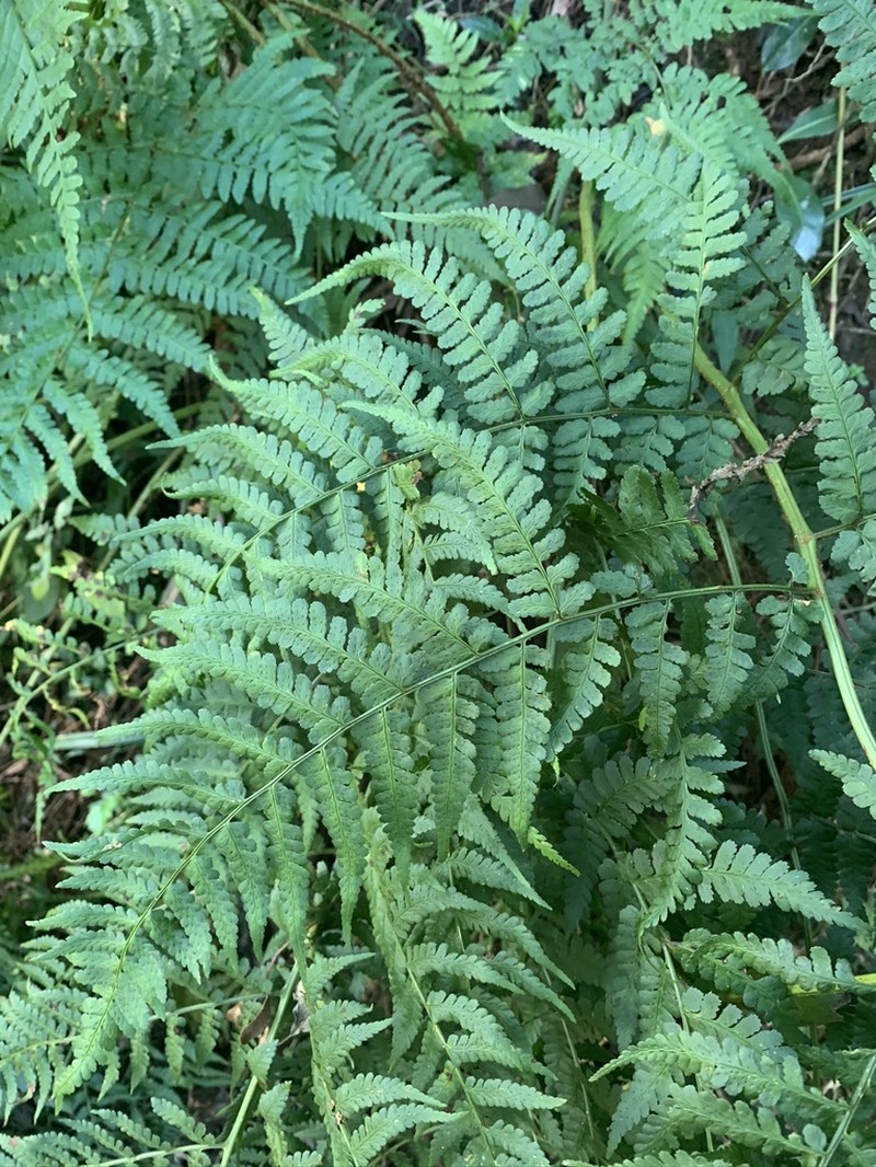 Dryopteris lewalleana photo 6