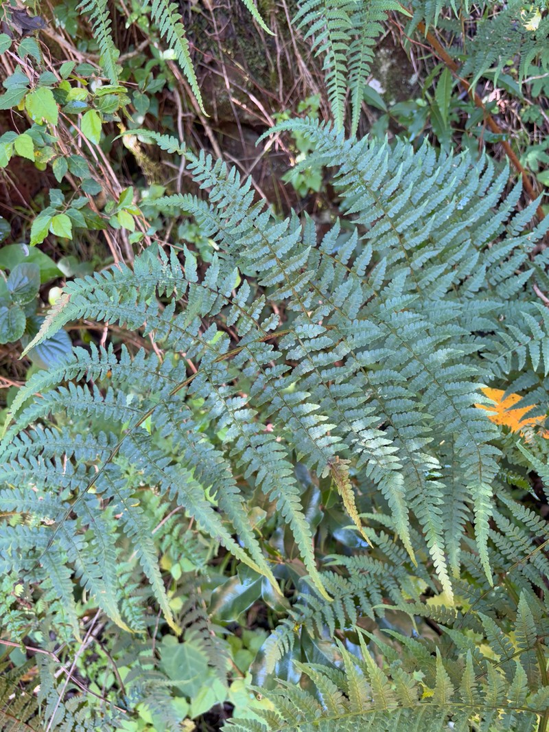 Dryopteris lewalleana photo 7