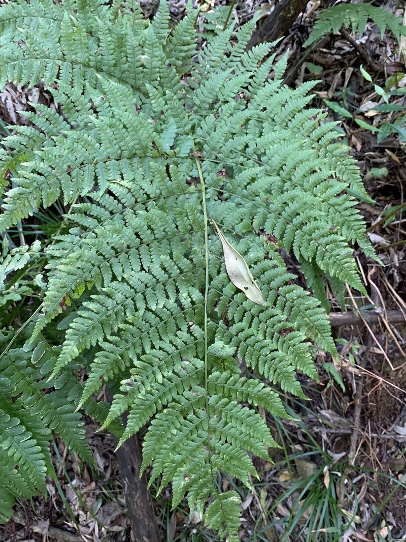 Dryopteris lewalleana photo 8