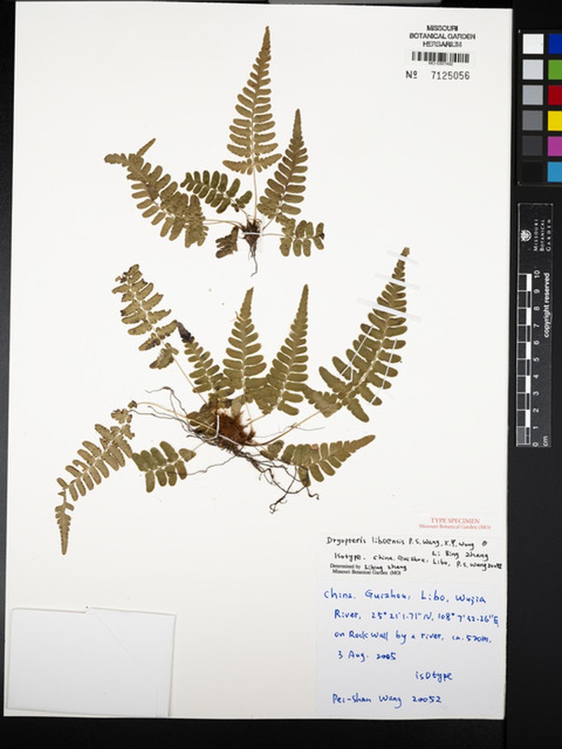 Dryopteris liboensis