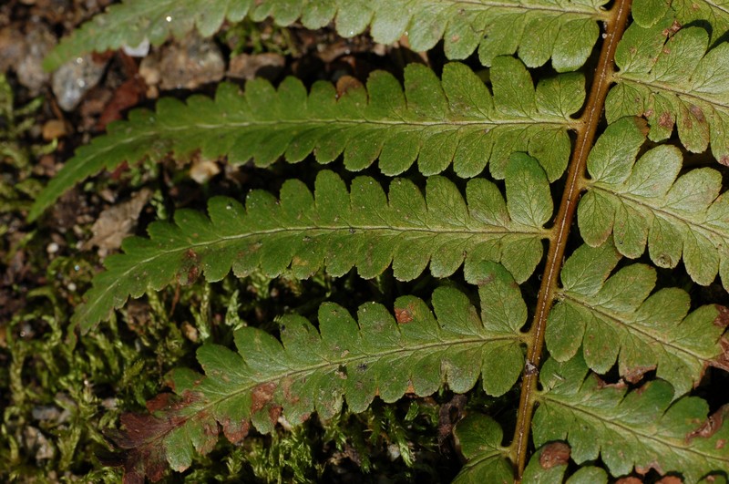 Southern Woodfern