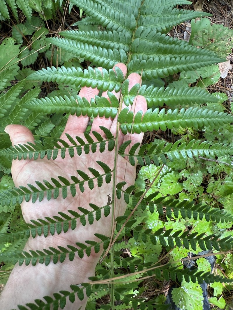Southern Woodfern