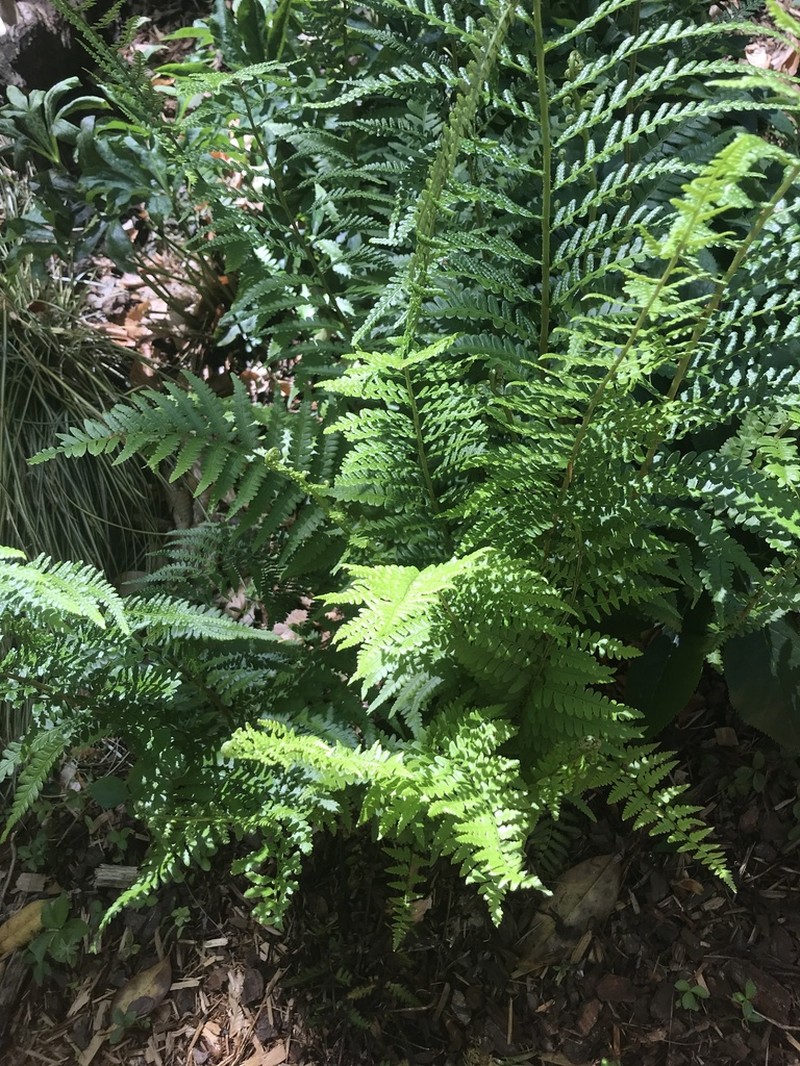 Southern Woodfern photo 2