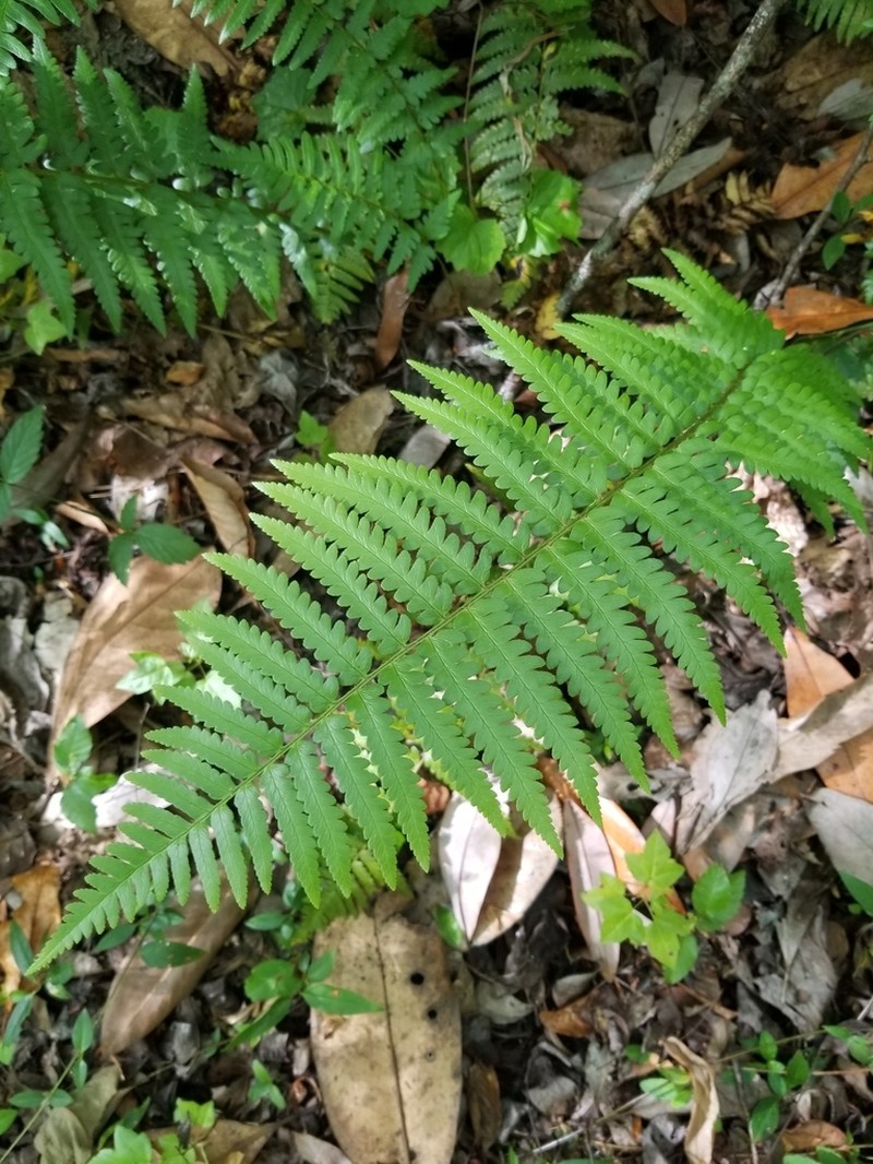 Southern Woodfern photo 3