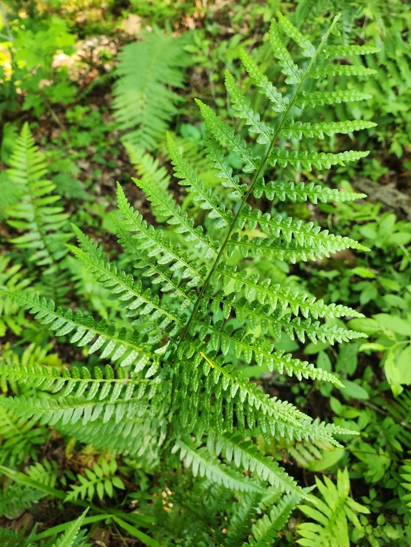 Southern Woodfern photo 4