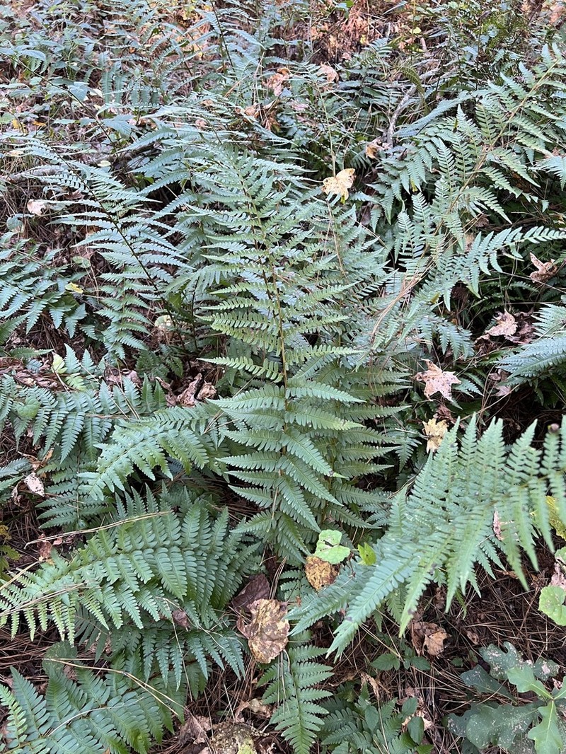 Southern Woodfern photo 5
