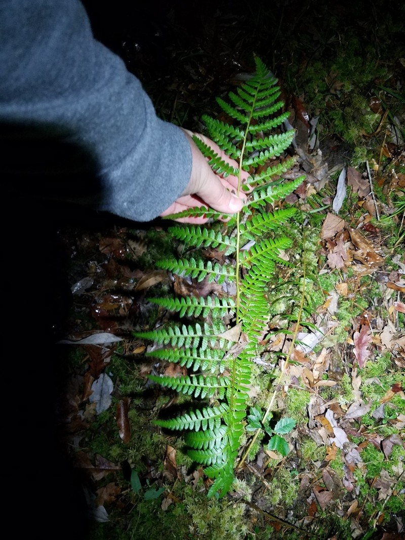 Southern Woodfern photo 6