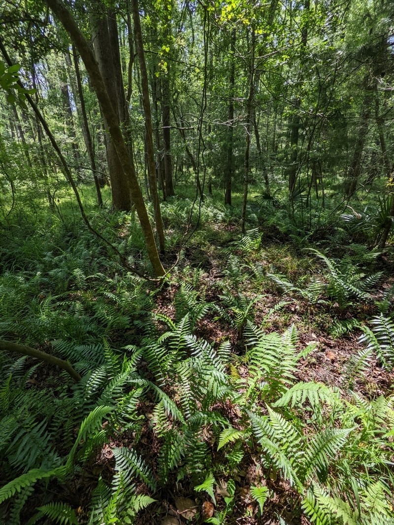 Southern Woodfern photo 7