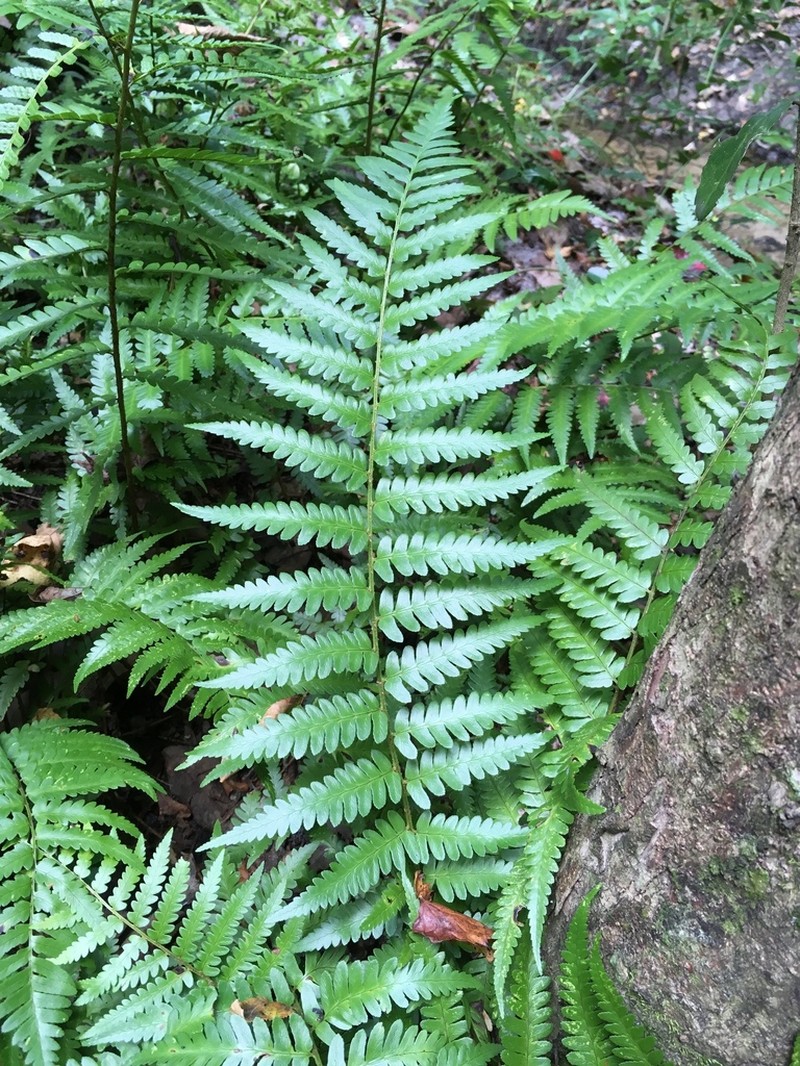 Southern Woodfern photo 8
