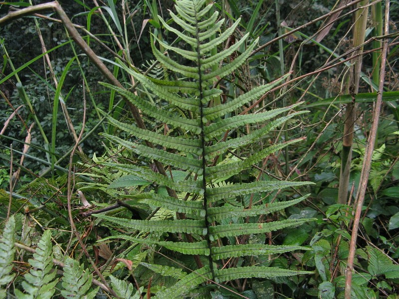 Dryopteris lunanensis