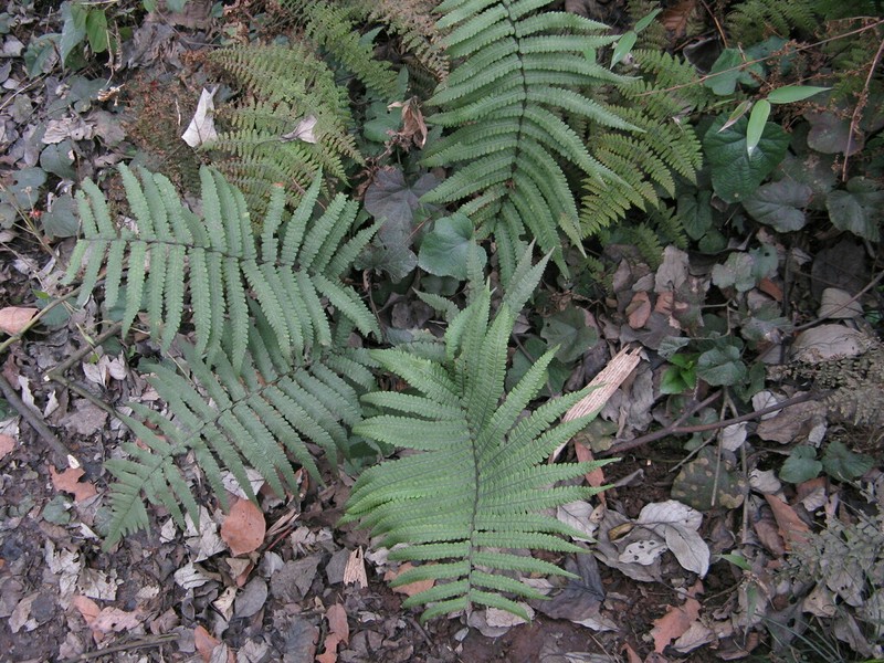 Dryopteris lunanensis photo 2