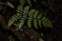 Dryopteris macrochlamys